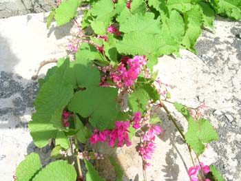 DSCN2264