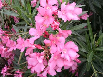 PICT0647