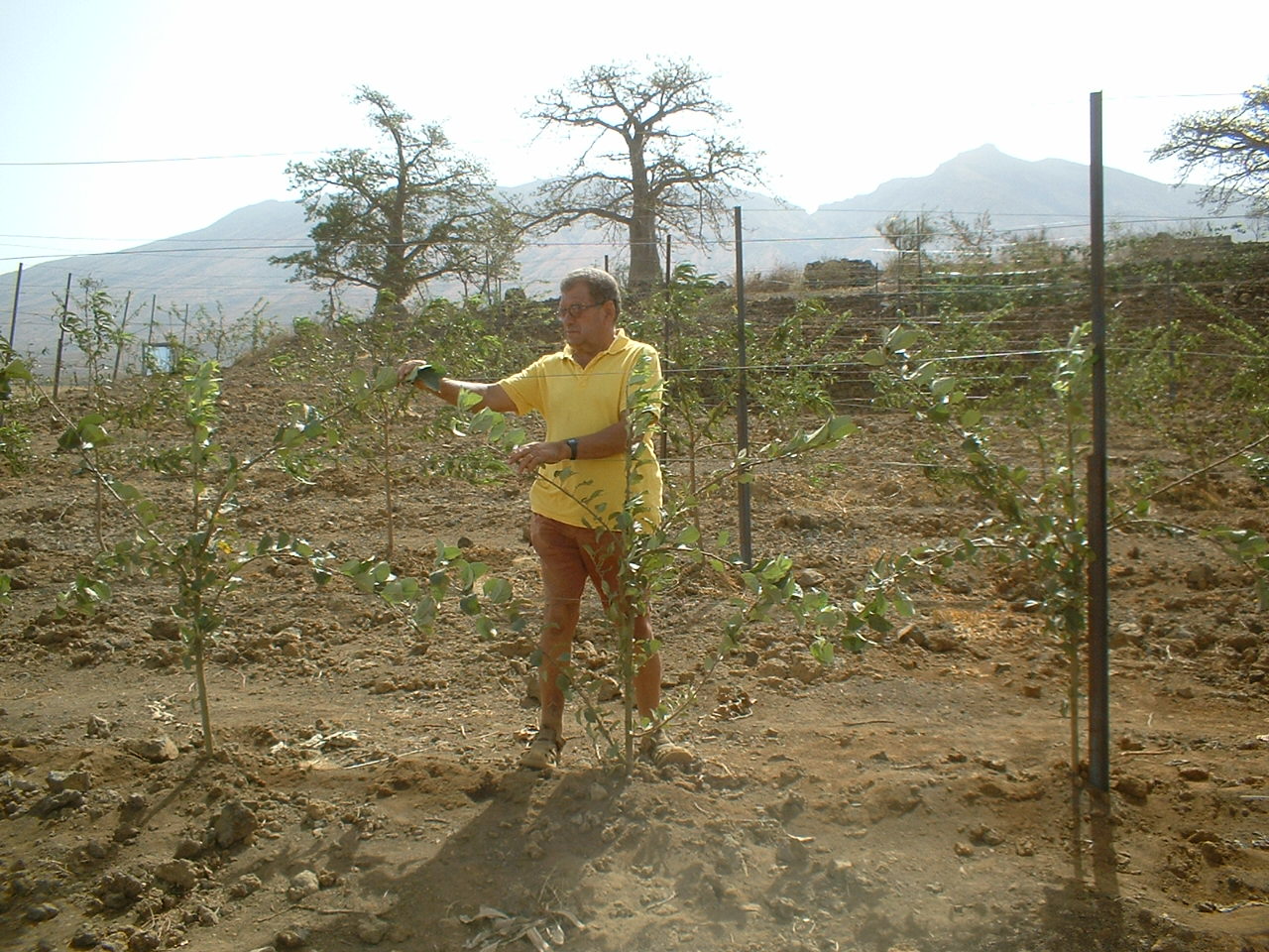 VINHA 2