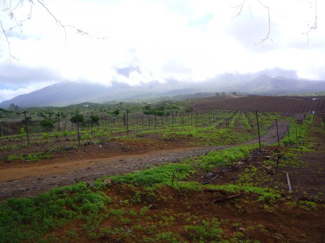 P1000194
