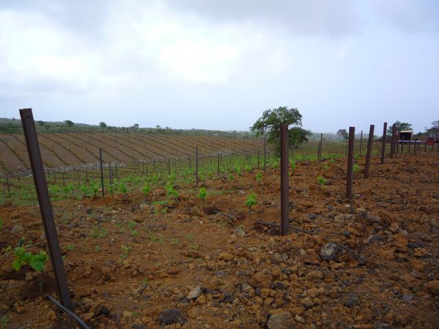 P1000219